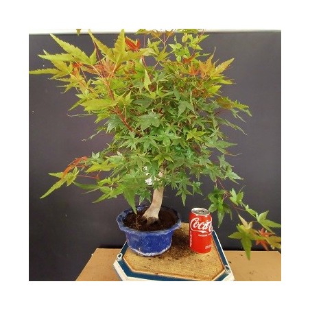 Acer Palmatum chishio 3
