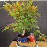 Acer Palmatum chishio 3
