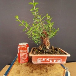 Mirto 4