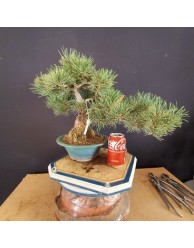 Pinus Pentaphylla 3