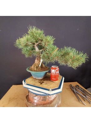 Pinus Pentaphylla 3