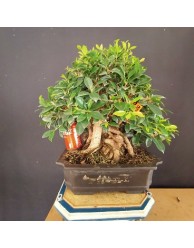 Ficus 6