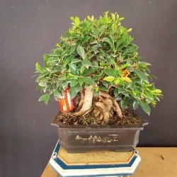 Ficus 6