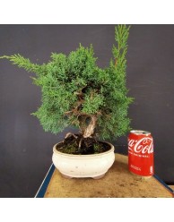 juniperus chinensis kishu 1