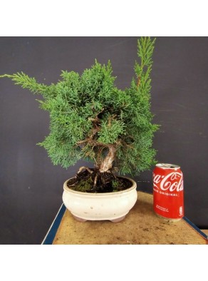 juniperus chinensis kishu 1