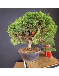 juniperus chinensis kishu 2