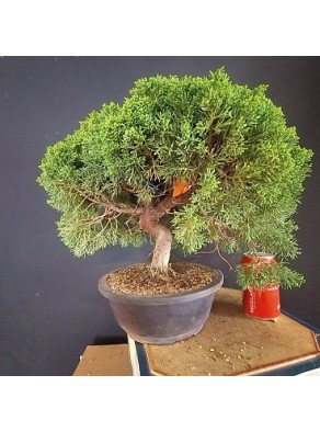 juniperus chinensis kishu 2