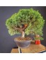 juniperus chinensis kishu 2