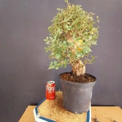 Alcornoque 2