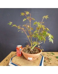 Acer palmatum yamamomiji 3