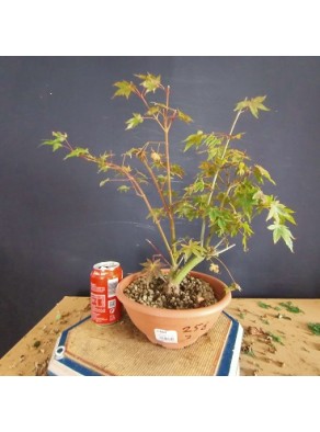 Acer palmatum yamamomiji 3