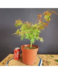 Acer palmatum yamamomiji 2