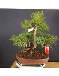 Ficus Nerifolia 1