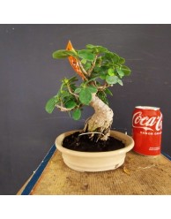 Ficus Panda 1