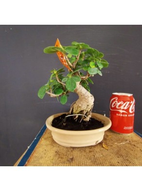 Ficus Panda 1