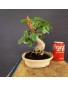 Ficus Panda 1