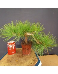 Pinus Tumbergii 5