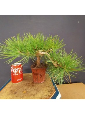 Pinus Tumbergii 5