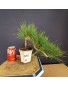 Pinus Tumbergii 6