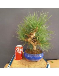 Pinus Tumbergii 7