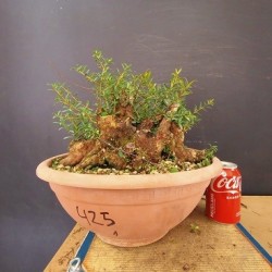 Mirto 1