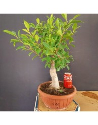 Ficus 2