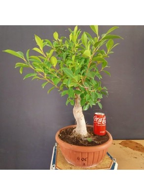 Ficus 2