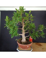 Ficus 7