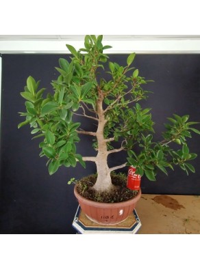 Ficus 7