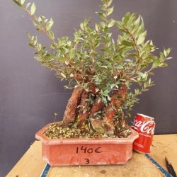 Mirto 3