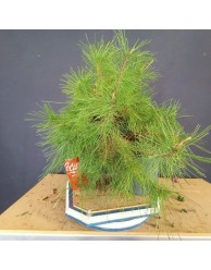 Pinus Halepensis 2