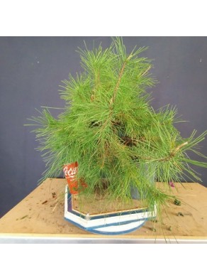 Pinus Halepensis 2