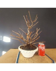 chaenomeles 1