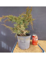 juniperus chinensis kishu 4