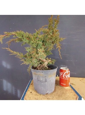 juniperus chinensis kishu 4