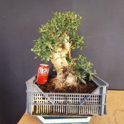 Olivo 2