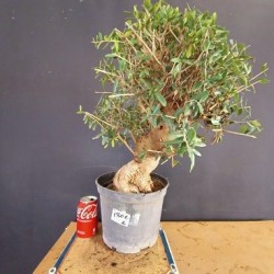 Acebuche 2