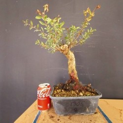 Mirto 8