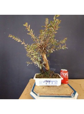 Mirto 5