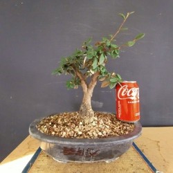 Cotoneaster 1
