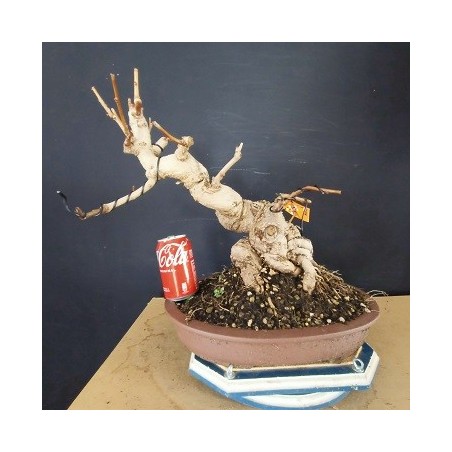 Ginkgo biloba 1