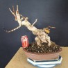 Ginkgo biloba 1