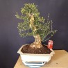 Acebuche 1