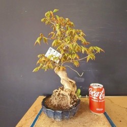 Acer Buerguerianum 2