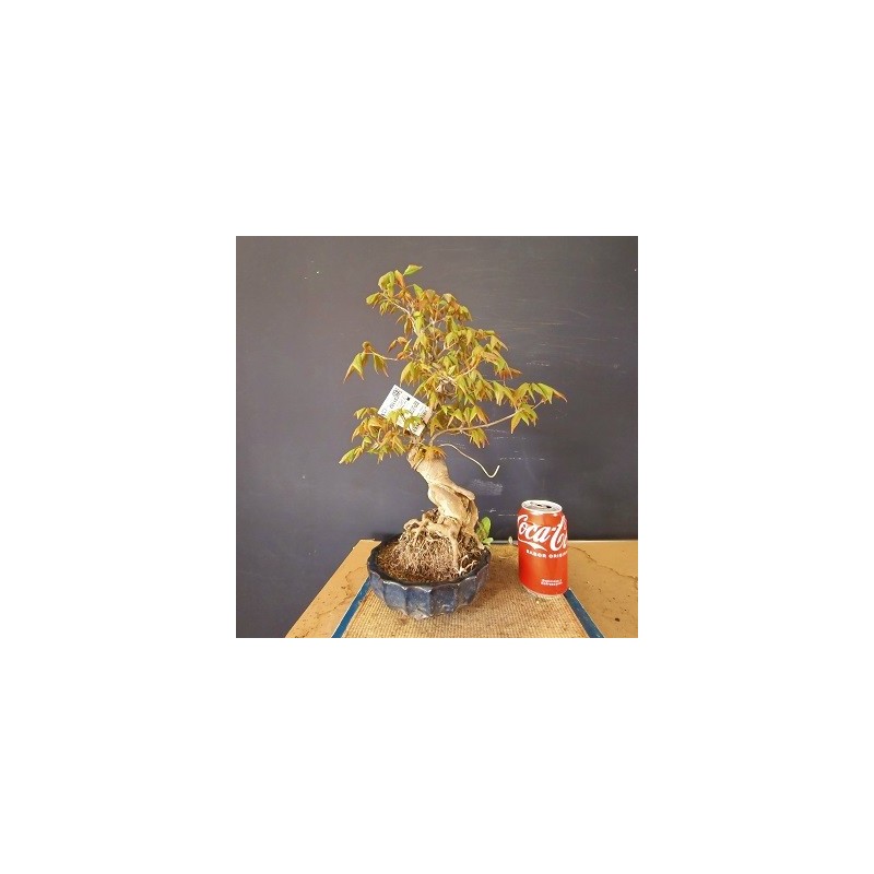 Acer Buerguerianum 2