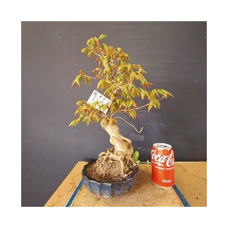 Acer Buerguerianum 2