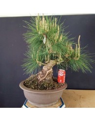 Pinus Tumbergii 4