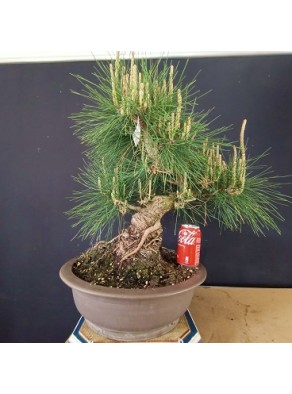 Pinus Tumbergii 4