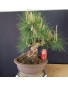 Pinus Tumbergii 4