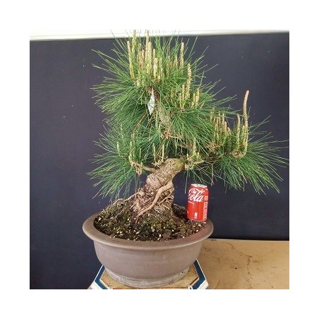 Pinus Tumbergii 4